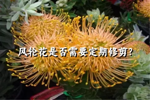 风轮花是否需要定期修剪？