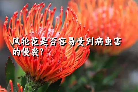 风轮花是否容易受到病虫害的侵袭？