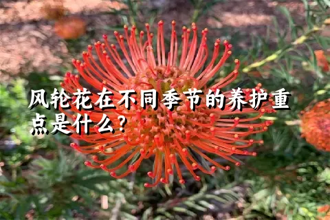 风轮花在不同季节的养护重点是什么？