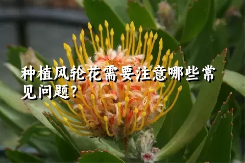 种植风轮花需要注意哪些常见问题？