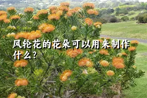 风轮花的花朵可以用来制作什么？