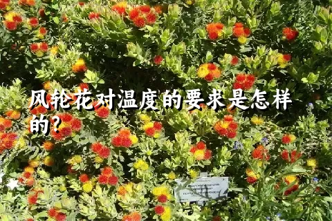 风轮花对温度的要求是怎样的？