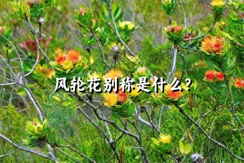 风轮花别称是什么？