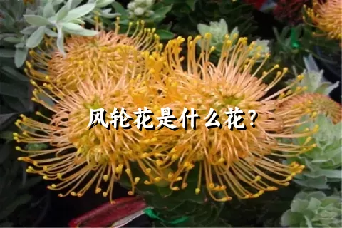 风轮花是什么花？