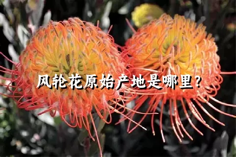 风轮花原始产地是哪里？