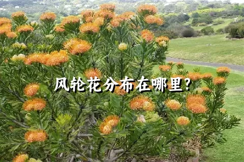 风轮花分布在哪里?