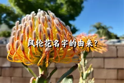 风轮花名字的由来？