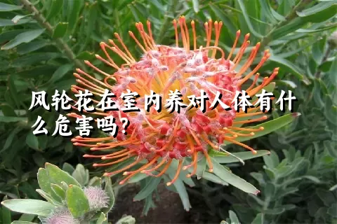 风轮花在室内养对人体有什么危害吗？