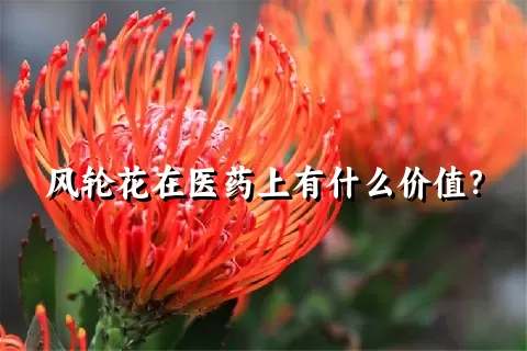 风轮花在医药上有什么价值？