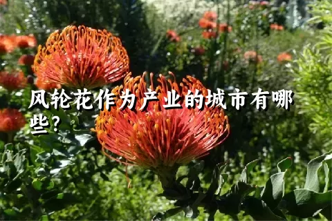 风轮花作为产业的城市有哪些？