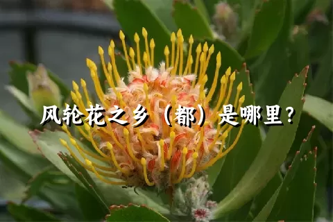 风轮花之乡（都）是哪里？