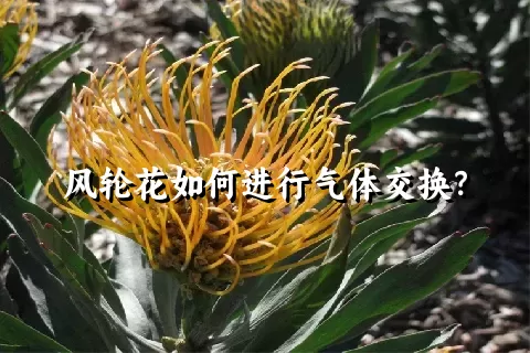 风轮花如何进行气体交换？