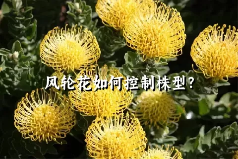 风轮花如何控制株型？