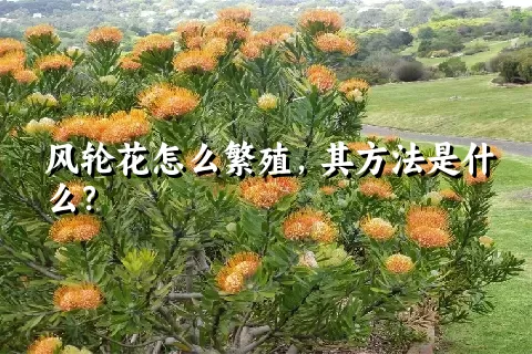 风轮花怎么繁殖，其方法是什么？