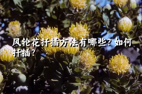 风轮花扦插方法有哪些？如何扦插？