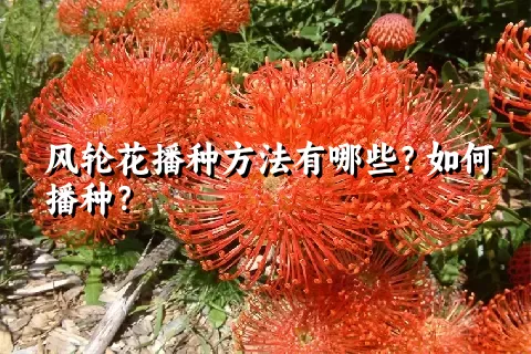 风轮花播种方法有哪些？如何播种？