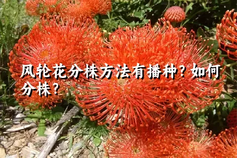 风轮花分株方法有播种？如何分株？