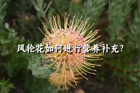 风轮花如何进行营养补充？