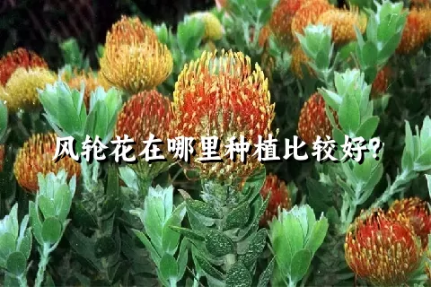 风轮花在哪里种植比较好？