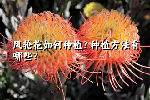 风轮花如何种植？种植方法有哪些？