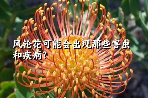 风轮花可能会出现那些害虫和疾病？