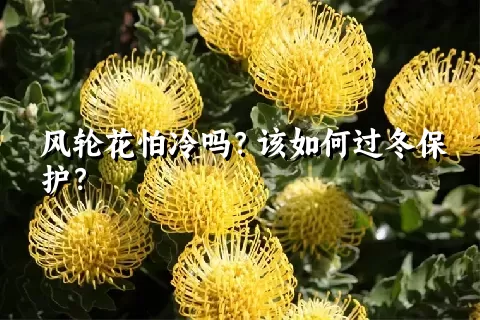 风轮花怕冷吗？该如何过冬保护？