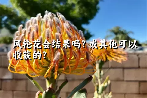 风轮花会结果吗？或其他可以收获的？