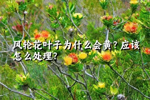 风轮花叶子为什么会黄？应该怎么处理？