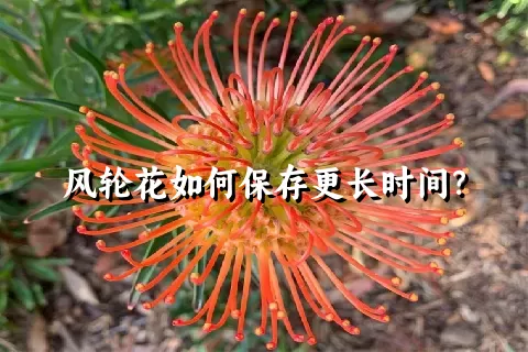 风轮花如何保存更长时间？