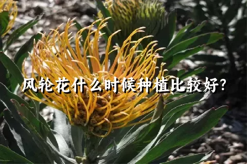 风轮花什么时候种植比较好？