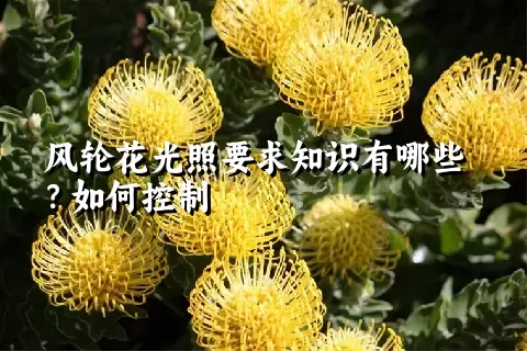 风轮花光照要求知识有哪些？如何控制