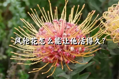 风轮花怎么能让他活得久？