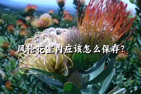 风轮花室内应该怎么保存？