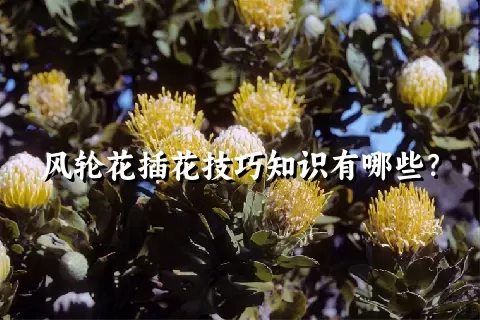 风轮花插花技巧知识有哪些？