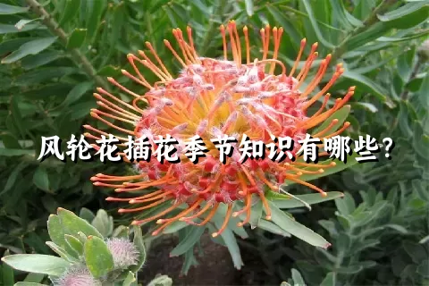 风轮花插花季节知识有哪些？