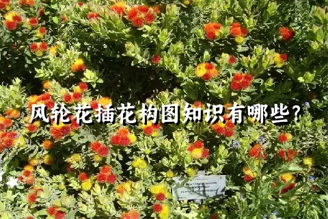 风轮花插花构图知识有哪些？