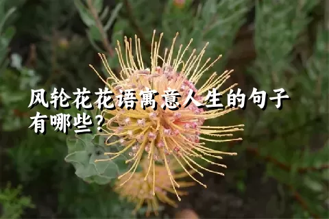 风轮花花语寓意人生的句子有哪些？