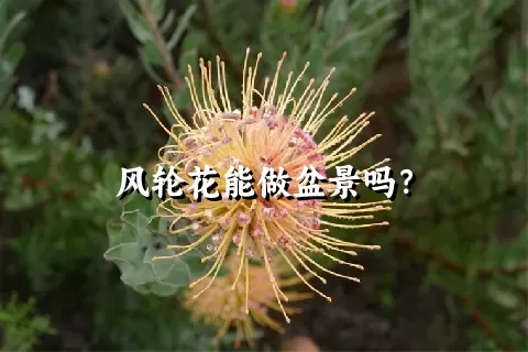 风轮花能做盆景吗？