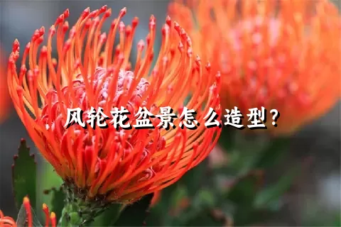 风轮花盆景怎么造型？