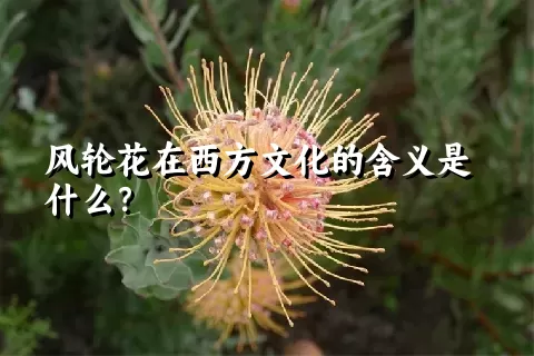 风轮花在西方文化的含义是什么？