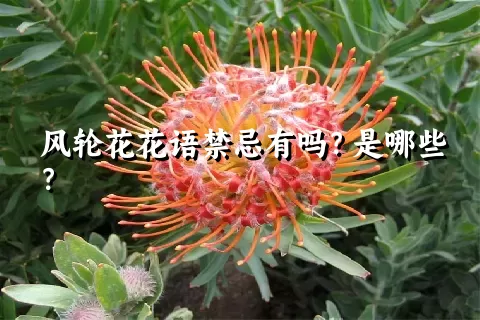 风轮花花语禁忌有吗？是哪些？