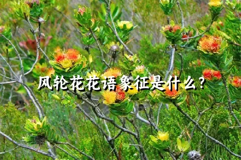 风轮花花语象征是什么？