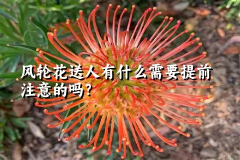 风轮花送人有什么需要提前注意的吗？