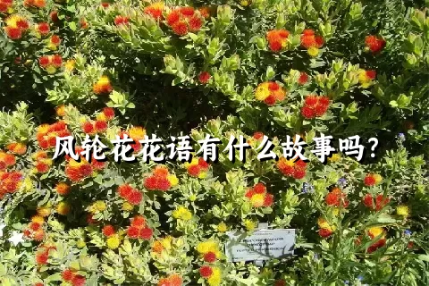 风轮花花语有什么故事吗？