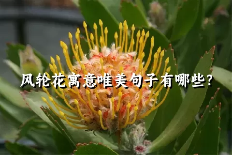 风轮花寓意唯美句子有哪些？