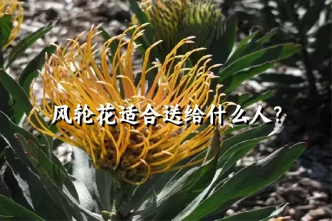 风轮花适合送给什么人？