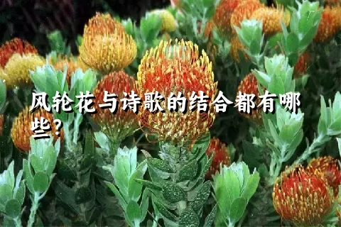 风轮花与诗歌的结合都有哪些？