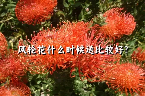 风轮花什么时候送比较好？