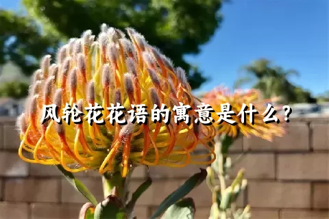 风轮花花语的寓意是什么？