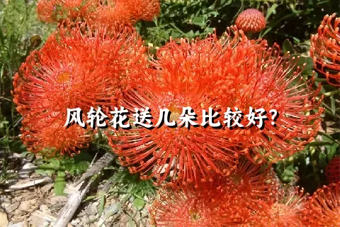 风轮花送几朵比较好？